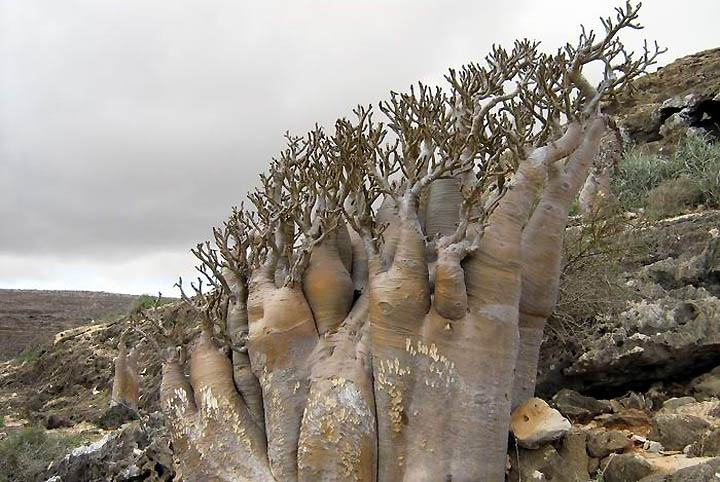 Socotra Island – :: Fikrah Imayu ::